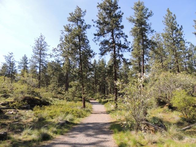 Pathway From Meadows